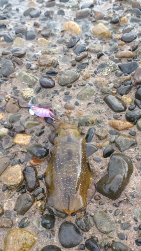 アオリイカの釣果