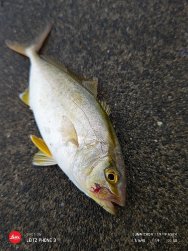 ショゴの釣果