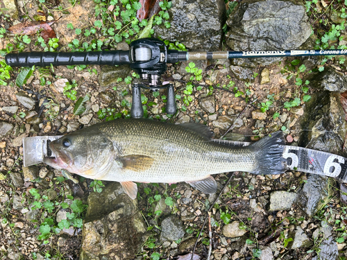 ブラックバスの釣果