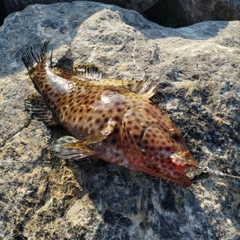 イシミーバイの釣果