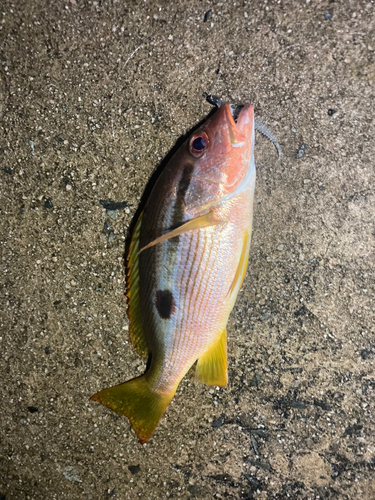 ヨコスジフエダイの釣果