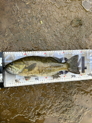 スモールマウスバスの釣果