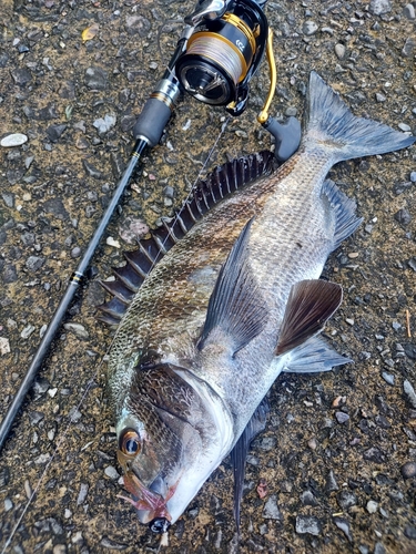 クロダイの釣果