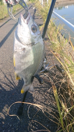 キビレの釣果