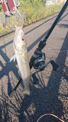 シロギスの釣果