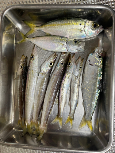 カマスの釣果