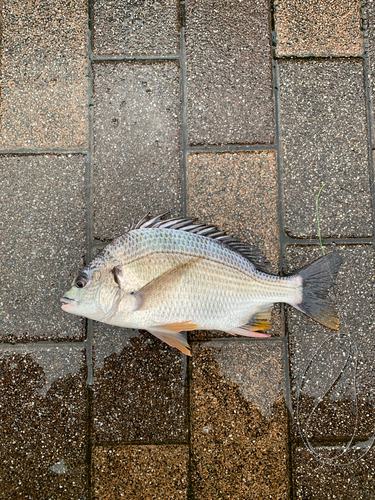 キビレの釣果