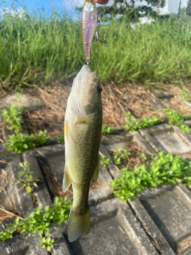 ブラックバスの釣果