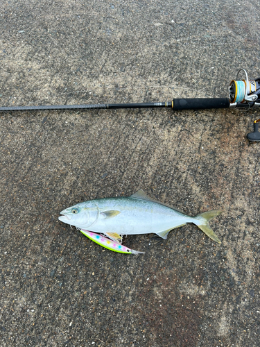 イナダの釣果