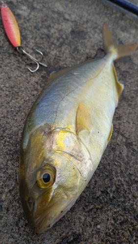 ショッコの釣果