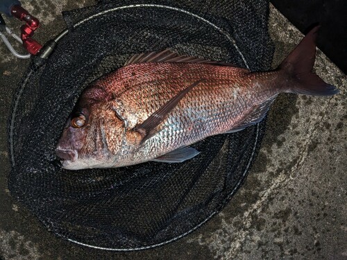 タイの釣果