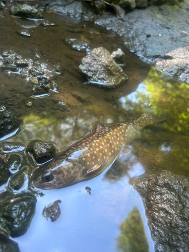 イワナの釣果