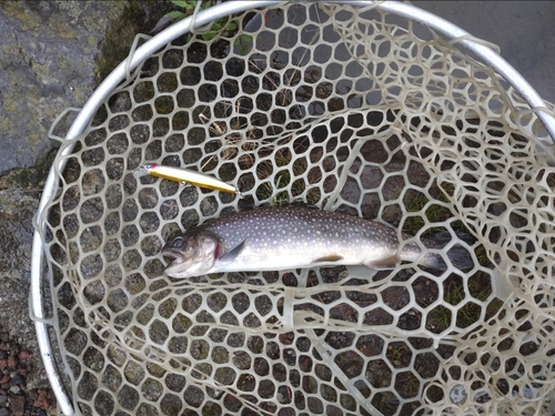 イワナの釣果