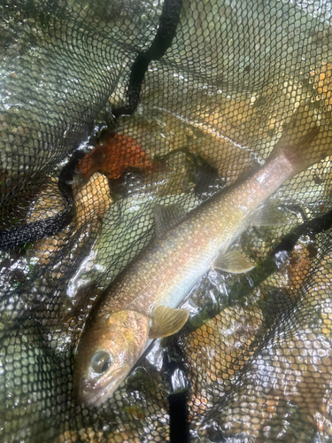 イワナの釣果