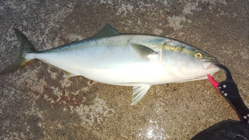 イナダの釣果