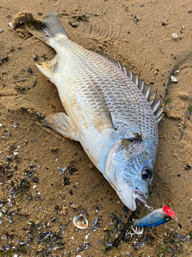 キビレの釣果