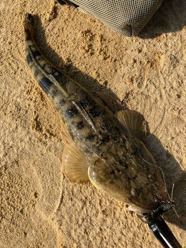 マゴチの釣果