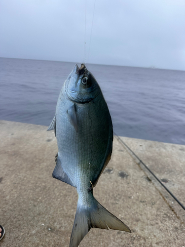 イスズミの釣果