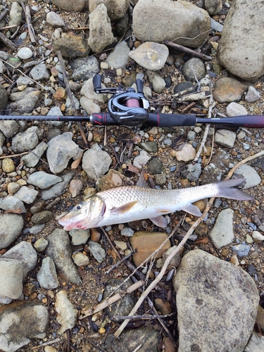 ニゴイの釣果