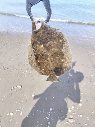 ソゲの釣果