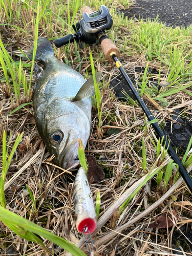 セイゴ（マルスズキ）の釣果