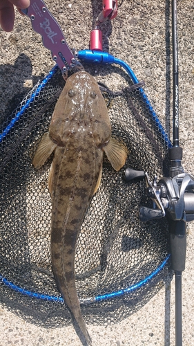 マゴチの釣果