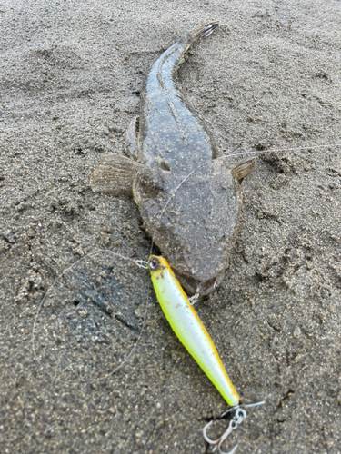 マゴチの釣果