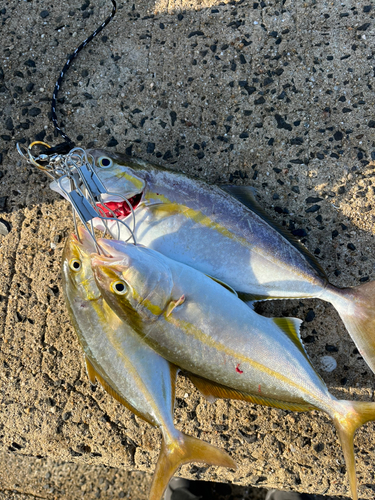 ネリゴの釣果