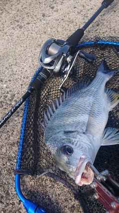 キビレの釣果