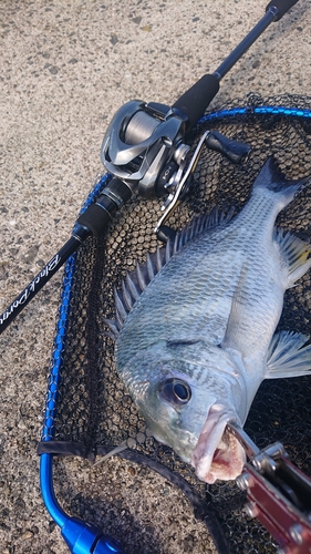 キビレの釣果