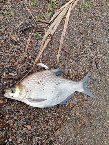 ダントウボウの釣果