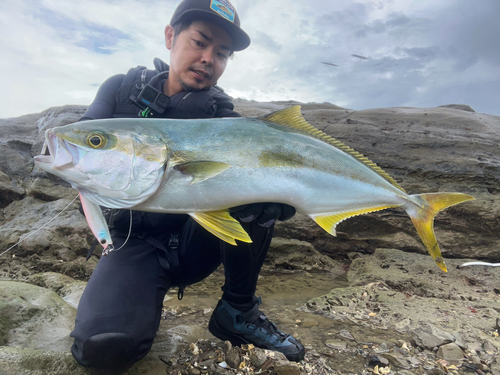 ヒラマサの釣果