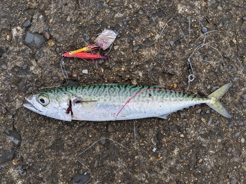 サバの釣果