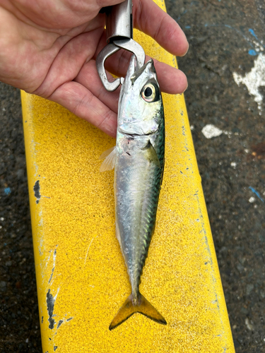 サバの釣果