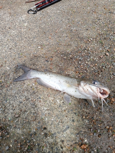 アメリカナマズの釣果