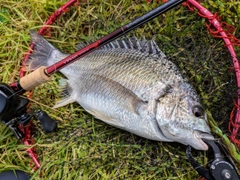 キビレの釣果