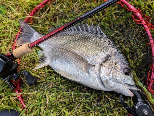 キビレの釣果