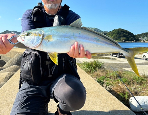 ヒラマサの釣果