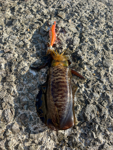 アオリイカの釣果