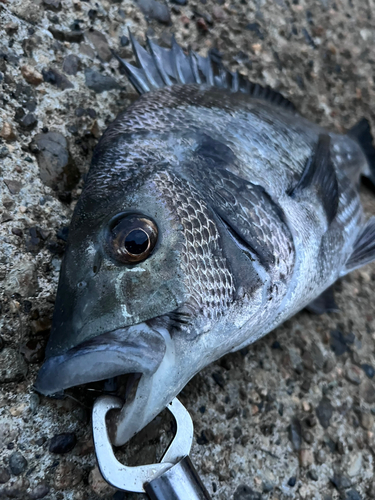 チヌの釣果