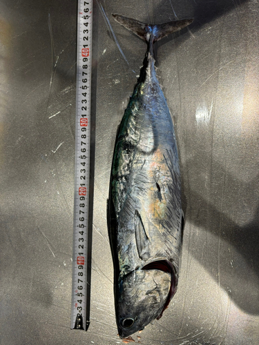 ソウダガツオの釣果