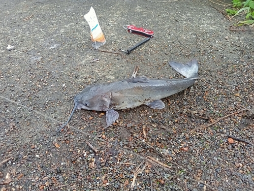 アメリカナマズの釣果