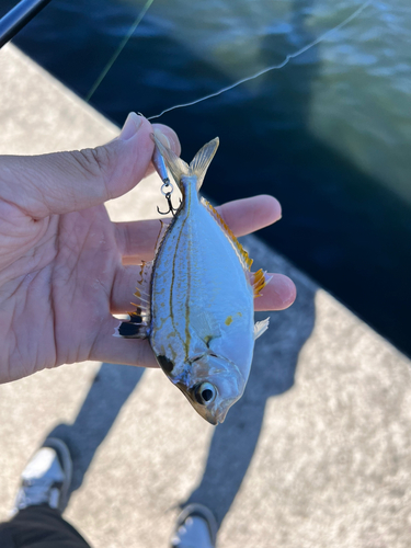 メッキの釣果