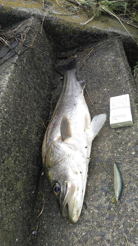 スズキの釣果