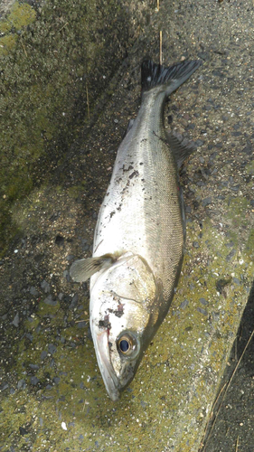 スズキの釣果