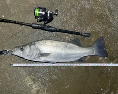 フッコ（ヒラスズキ）の釣果