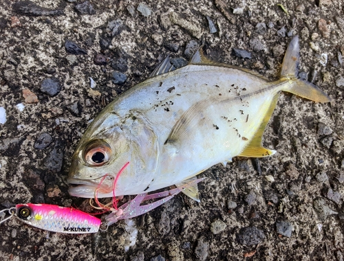 メッキの釣果