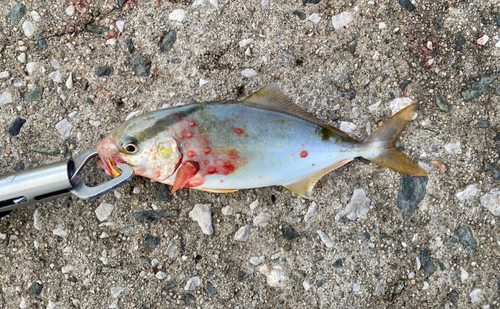 ショゴの釣果