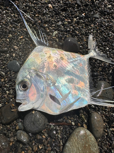 イトヒキアジの釣果