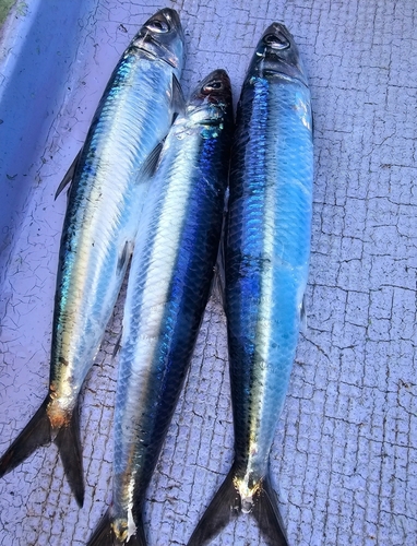 ウルメイワシの釣果